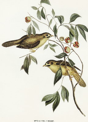 Rollo Vögel auf dem Baum