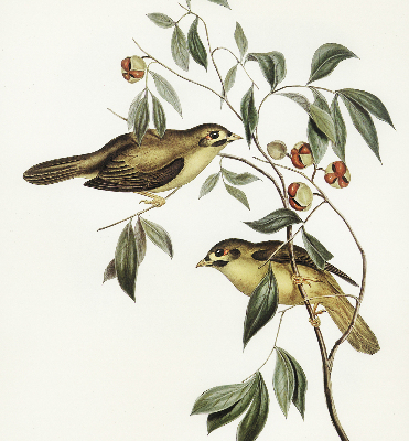 Rollo Vögel auf dem Baum