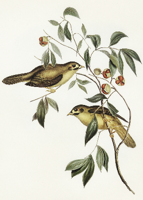 Rollo Vögel auf dem Baum