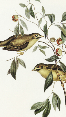 Rollo Vögel auf dem Baum