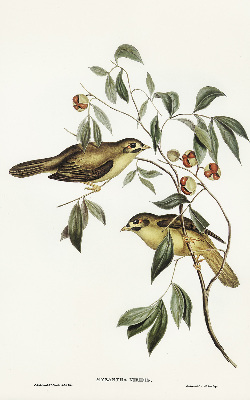 Rollo Vögel auf dem Baum