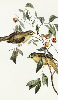 Rollo Vögel auf dem Baum