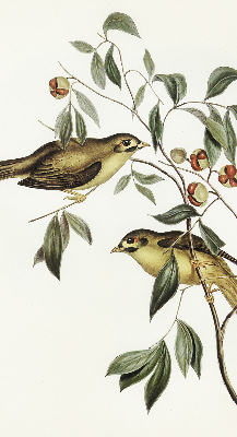 Rollo Vögel auf dem Baum