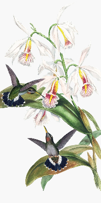 Rollo Vögel auf einer Blume