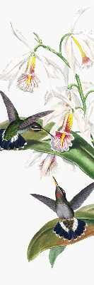 Rollo Vögel auf einer Blume