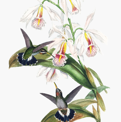 Rollo Vögel auf einer Blume