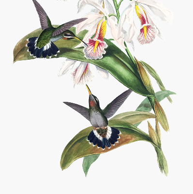 Rollo Vögel auf einer Blume