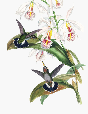 Rollo Vögel auf einer Blume