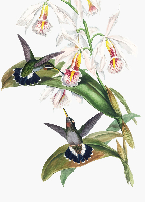Rollo Vögel auf einer Blume