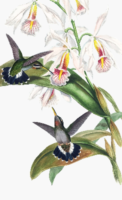 Rollo Vögel auf einer Blume