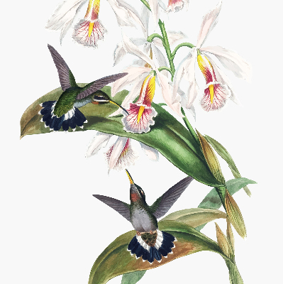 Rollo Vögel auf einer Blume