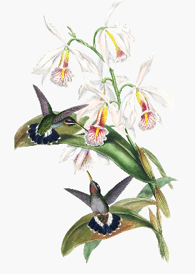 Rollo Vögel auf einer Blume