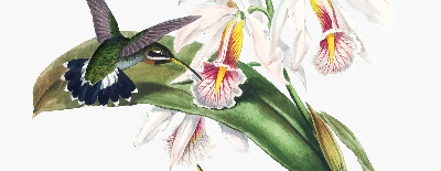 Rollo Vögel auf einer Blume