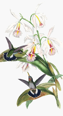 Rollo Vögel auf einer Blume
