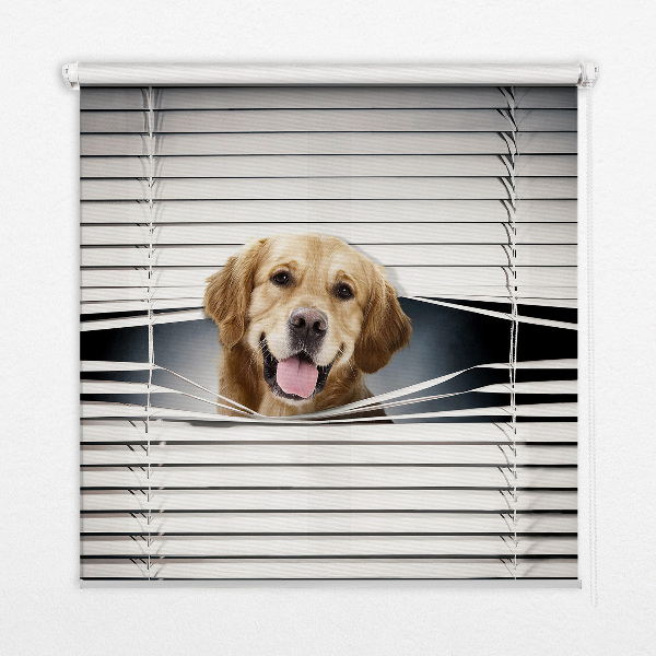 Fensterrollo Goldener Hund