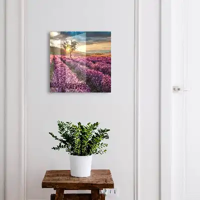 Lavendel-Sonnenuntergang