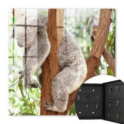 Koala entspannt sich in natürlicher Umgebung