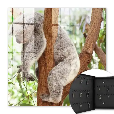 Koala entspannt sich in natürlicher Umgebung