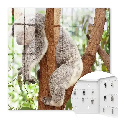 Koala entspannt sich in natürlicher Umgebung