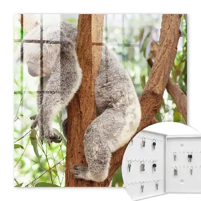 Koala entspannt sich in natürlicher Umgebung