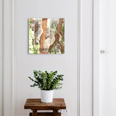 Koala entspannt sich in natürlicher Umgebung