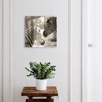 Zebras vereint in schwarz-weißer Harmonie