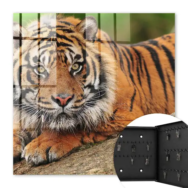Tiger ruht mit intensivem Blick