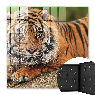 Tiger ruht mit intensivem Blick