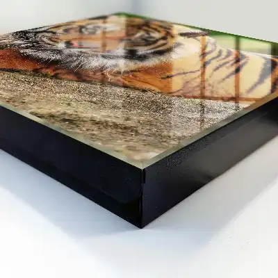 Tiger ruht mit intensivem Blick