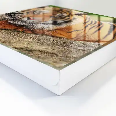 Tiger ruht mit intensivem Blick
