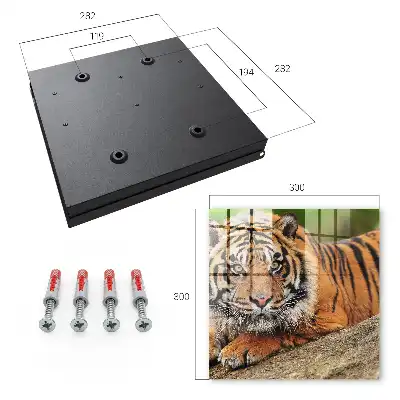Tiger ruht mit intensivem Blick