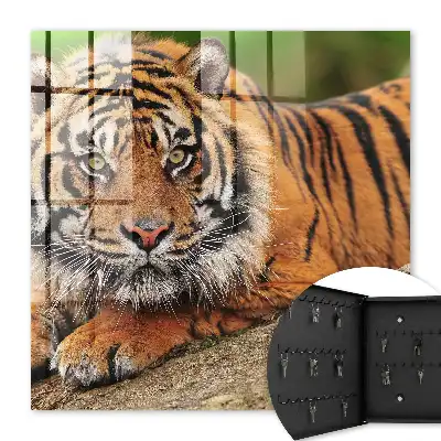 Tiger ruht mit intensivem Blick