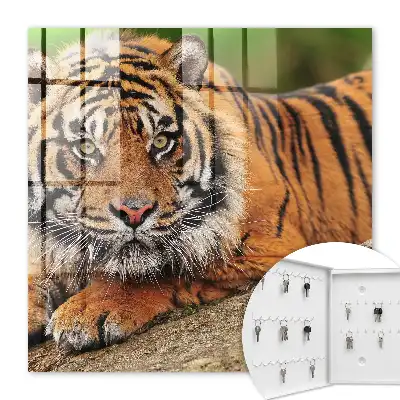 Tiger ruht mit intensivem Blick