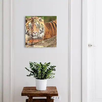 Tiger ruht mit intensivem Blick