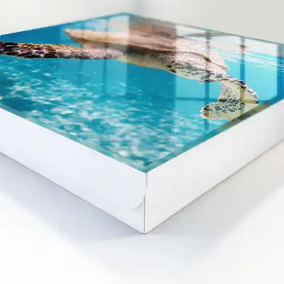 Die Unterwasserwelt des blauen Wassers