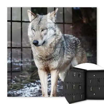 Ein Wolf in einem Wald voller Gegensätze