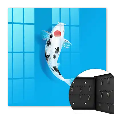 Koi-Karpfen vor blauem Hintergrund