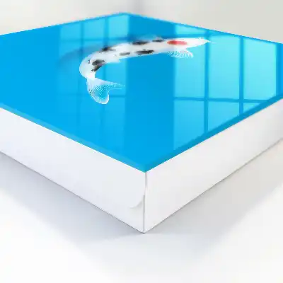 Koi-Karpfen vor blauem Hintergrund