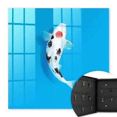 Koi-Karpfen vor blauem Hintergrund
