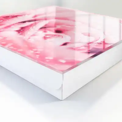 Rosenzartheit mit Tautropfen