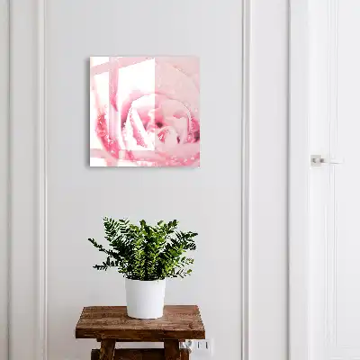 Rosenzartheit mit Tautropfen