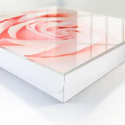 Romantische Rose in Pastelltönen