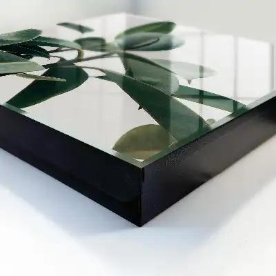 Ficusblätter vor hellem Hintergrund