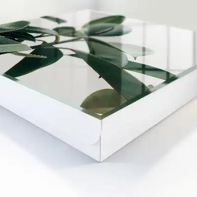Ficusblätter vor hellem Hintergrund