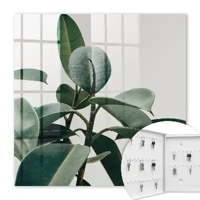 Ficusblätter vor hellem Hintergrund