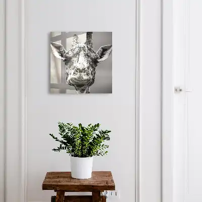 Giraffenporträt in Schwarz-Weiß-Tönen