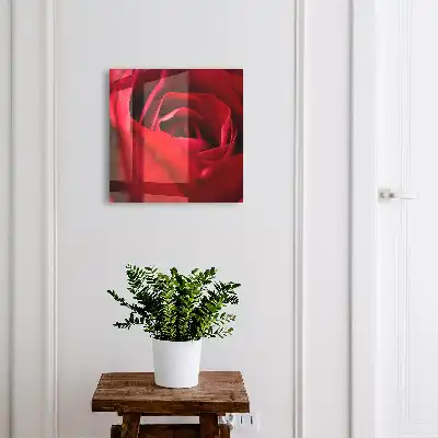 Rose, Nahaufnahme von Rosenblättern