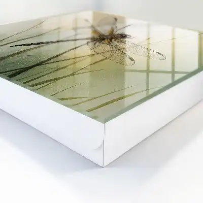 Libelle Natur Eleganz