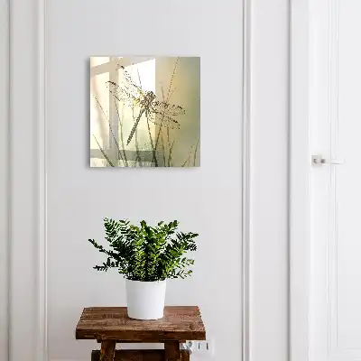 Libelle Natur Eleganz